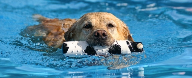 Your Dogs and Pool Safety