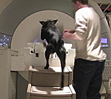 Cat scans and MRIs