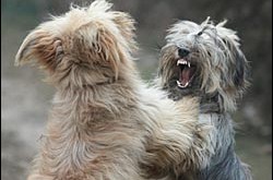 Dogs – Canine Rivalry – Dog Fighting