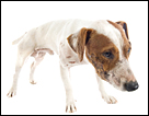 Regurgitation and Vomiting Differences in Dogs and Cats