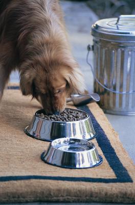 Experts recommend using metal water dishes because bacteria and germs can thrive more easily in plastic containers.