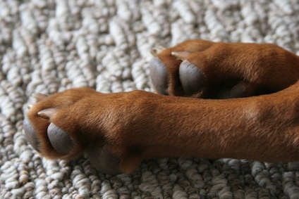 Dog's feet may bleed heavily because of the number of blood vessels in them.