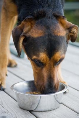 High-calorie dog foods can faciliate weight gain in thin dogs.