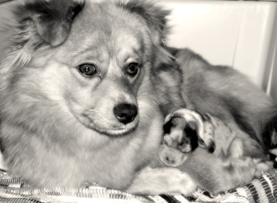 There are several symptoms to check for to determine if a dog is going to have puppies.