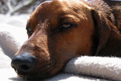 Stomach aches in dogs can be treated by home remedies.