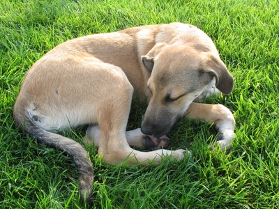 Constant licking of paws is one sign of canine allergy.