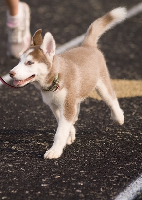 A puppy's joy of life makes them easy to train.