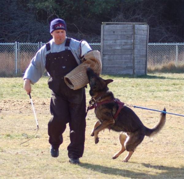 Police dog training is well known for its bite work but there is a lot more to it before such levels are achieved.