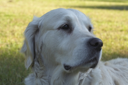 Goldens are often used in service work.