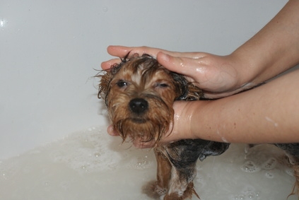 You may include bathing as part of your grooming services.