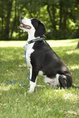 Train a Dog With an Electronic Training Collar
