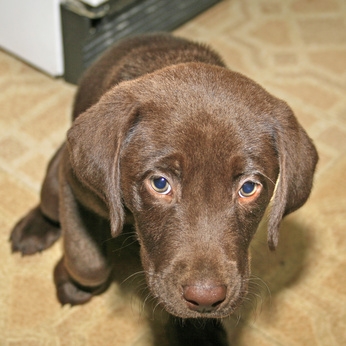 Crate training your new puppy can eliminate messes.