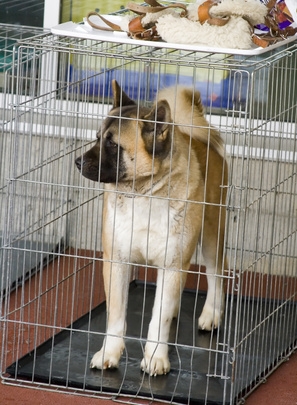 Dog crate training is beneficial to a dog and its family.