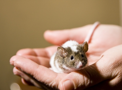 Proper hygiene will keep your pet mouse healthy.