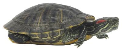 Red-eared sliders are commonly found in Florida.