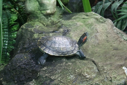 Red ear sliders are the most common turtles kept as pets.