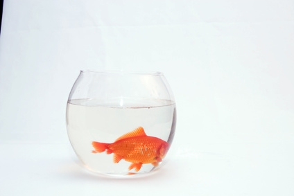 A goldfish is not the best option for a fish bowl.