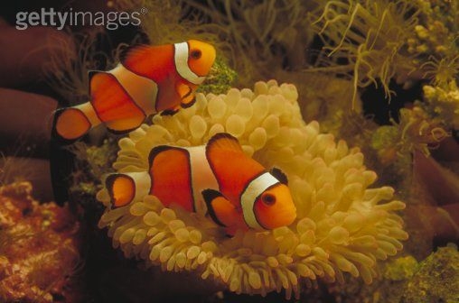 Clownfish hover above an anemone, their shelter from predators