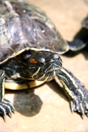 Cooter turtles are good beginner pets, although they live long lives.