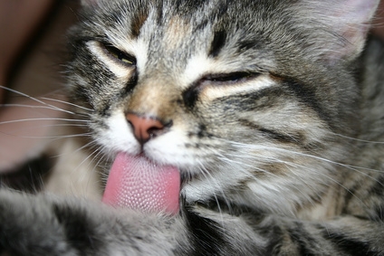 Cats can inflict serious damage to their suture lines from licking excessively with their rough tongues.