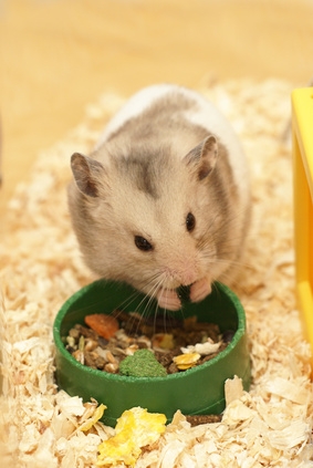 Taking proper care of your hamster will ensure your pet's health and happiness.