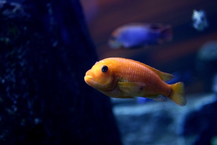 Parrot fish are shy, peaceful cichlids.