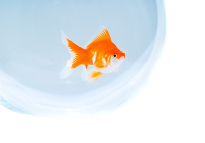 Keep your fish comfortable in its bowl for a longer life.