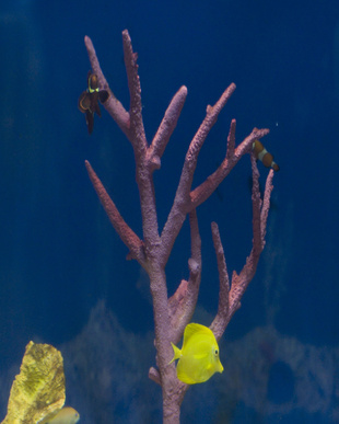 There are several general categories of aquarium fish.