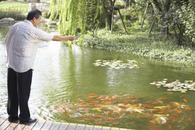 A fish pond requires proper maintenance to keep the fish healthy.