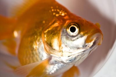 Provide a painfree death to your pet fish with the proper euthanization method.