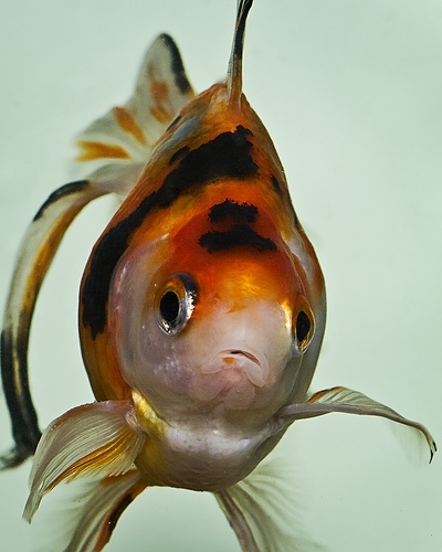 Ick is the most common disease for aquarium fish.
