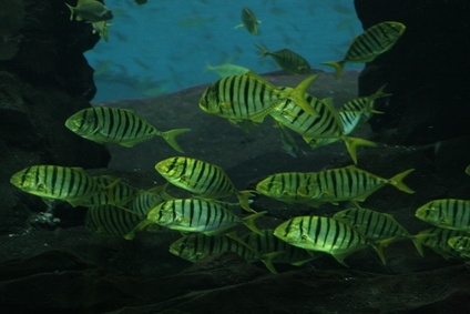 It's rare for a species of fish to be able to live in both fresh and salt water.