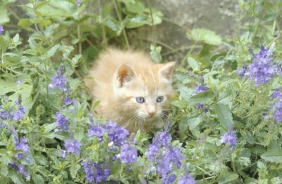 Cats harm plants by scratching up loose soil.