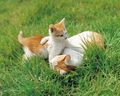 Wild cats may appear to be playful, but they are untamed.