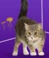 Why Do Cats Spray Indoors?