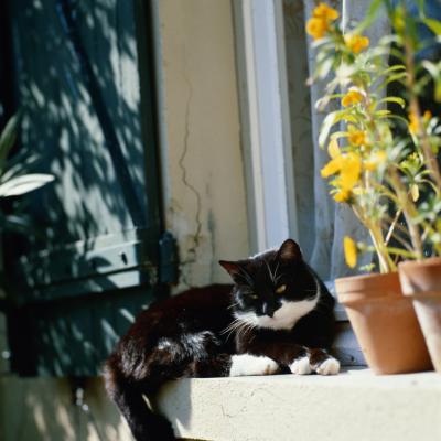 Protect your plants from your cat with a simple remedy.