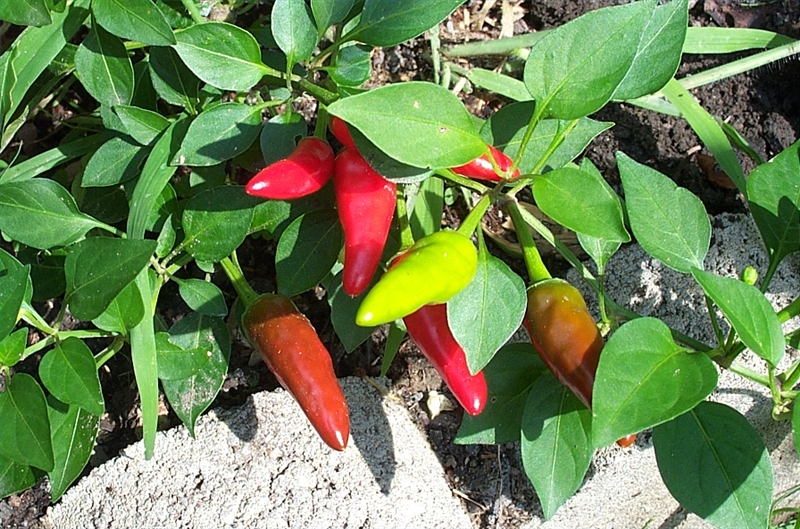 Does Cayenne Pepper Keep Cats Out of the Garden?