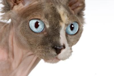 Sphynx cats are not 100 percent hypoallergenic.