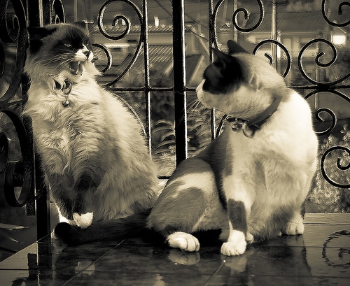 Cats fighting.