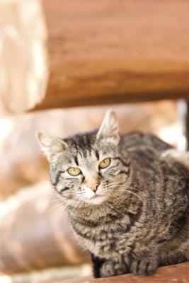 The tabby pattern can be found in many cat breeds.