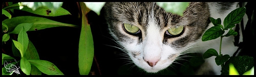 Many house plants can be toxic to cats.