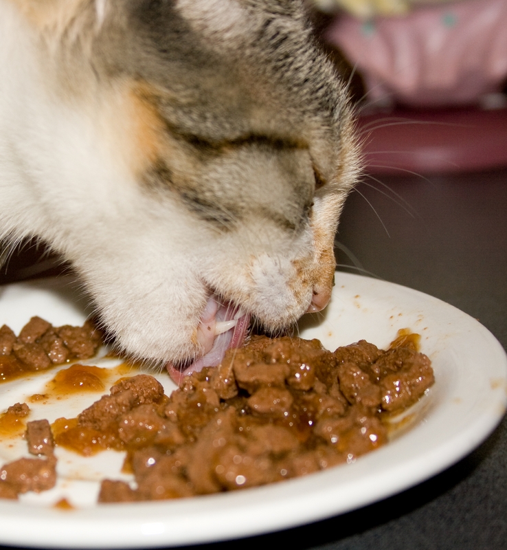 Type of Food to Feed Cat With Chronic Bladder Infection