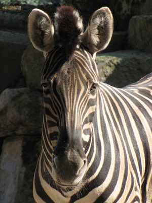 Zebras must be tested for equine infectious anemia and other diseases before living in Ohio.