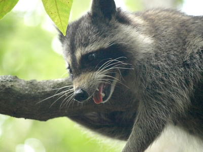 Raccoons are aggressive to humans if they are not hand-raised.