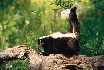 Only certified domestic skunks, not wild skunks, can be kept as pets in Pennsylvania.