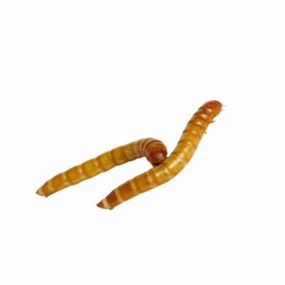 Mealworms are also called "glider grubs."