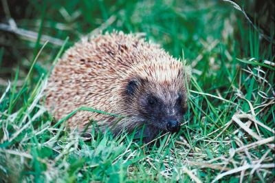 Hedgehogs are small, prickly rodents.