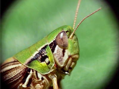 Grasshoppers are low maintenance pets.