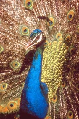 Peacocks can cause problems when they don't have enough space.