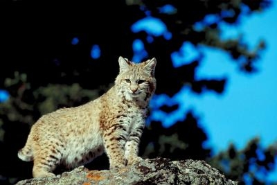 Bobcats typically avoid people.